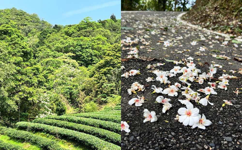 桐花步道兩側茶園梯田遍布，純白桐花正在綻放中。（圖／翻攝自賞花快報FB）