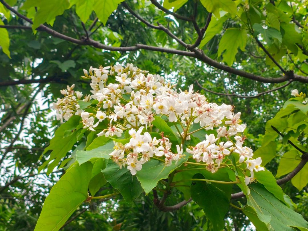 鄰近板橋國民運動中心的玫瑰公園，有幾株桐花已進入花期綻放中。（圖／翻攝自賞花快報FB）