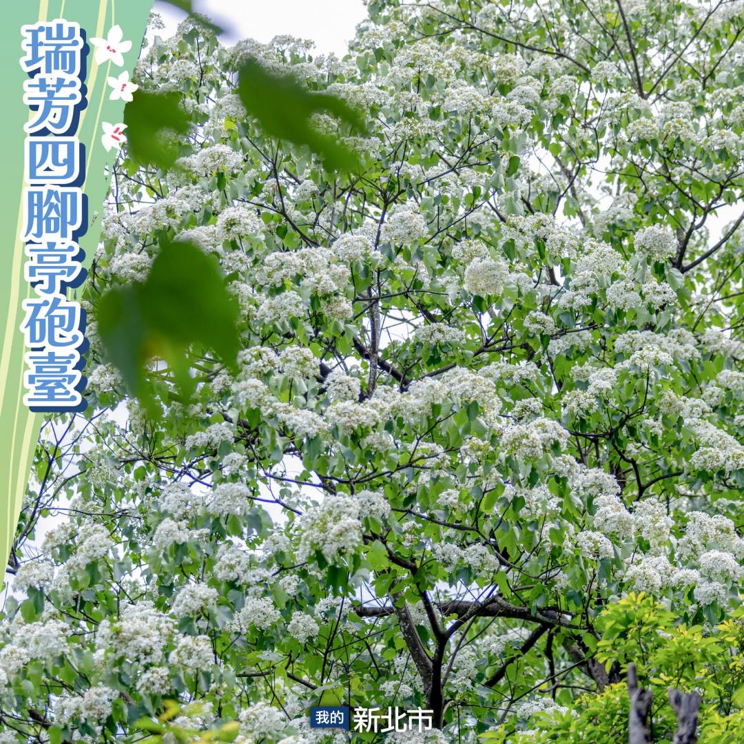 滿滿的雪白花毯及綠意圍繞的古砲台，是新北市特色賞桐路線之一。（圖／翻攝自我的新北市FB）