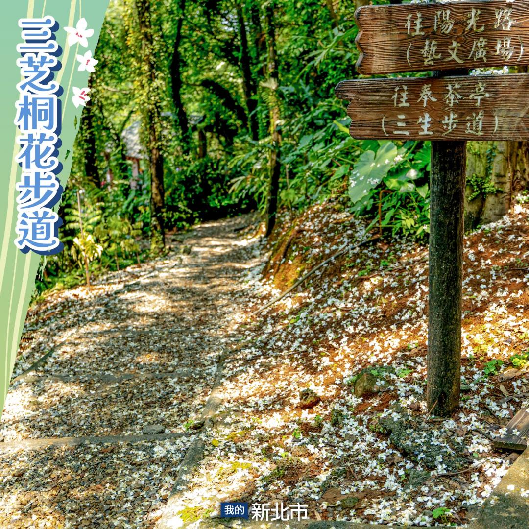 三芝桐花步道坡度平緩親人，當微風吹彿，桐花宛如片片白雪紛飛。（圖／翻攝自我的新北市FB）