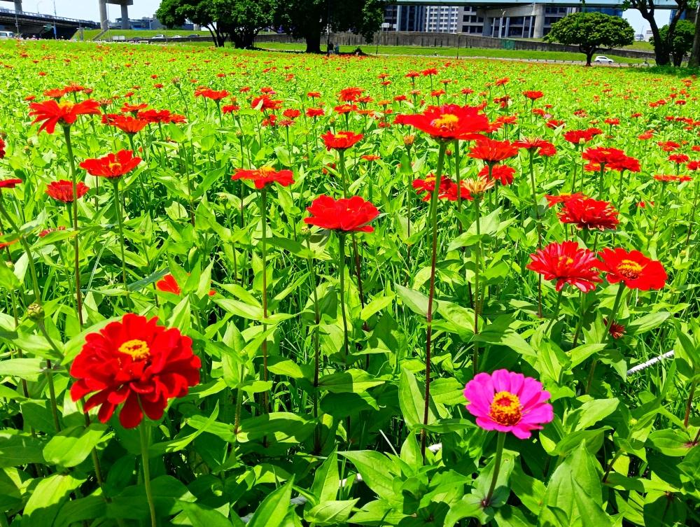 百日草花海如織，紅焰灼灼。（圖／新北市政府高灘地工程管理處提供）