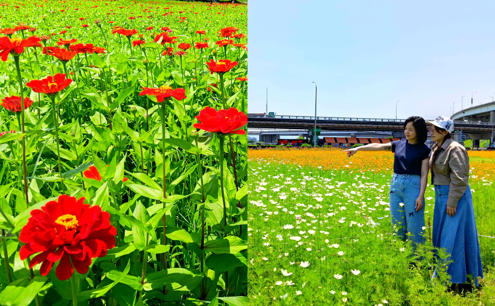 新北河濱公園開滿3公頃繽紛花海！大片百日草、波斯菊花況達7成