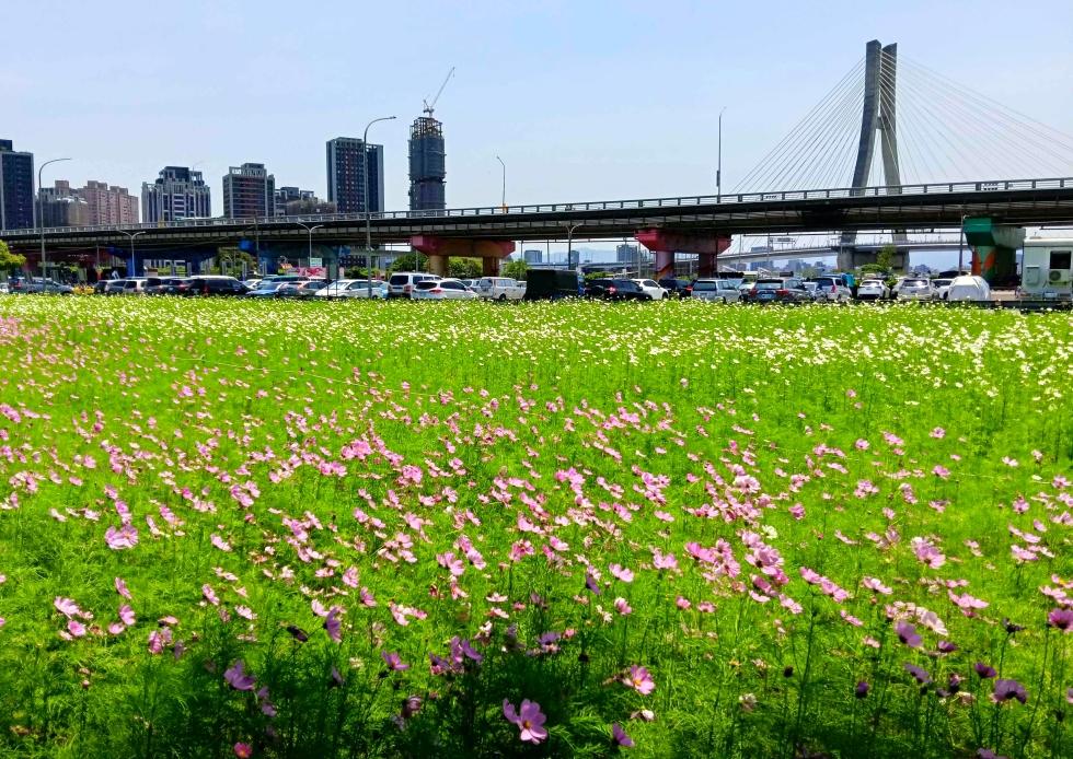 今年新北大都會公園花海種植百日草、波斯菊及向日葵。（圖／新北市政府高灘地工程管理處提供）