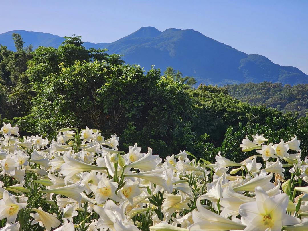 隱身在新北淡水的百合花田還能遠眺觀音山，搭配藍天白雲，美景讓人感到療癒。（圖／Chao TI KO提供）