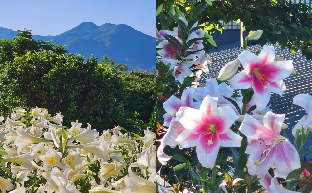 淡水藏有免費百合花園！罕見粉白花色爆紅、園主提供茶點被讚佛心