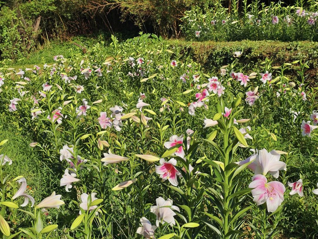 園主在一層層田上種植兩款百合花，散發淡雅花香。（圖／Chao TI KO提供）