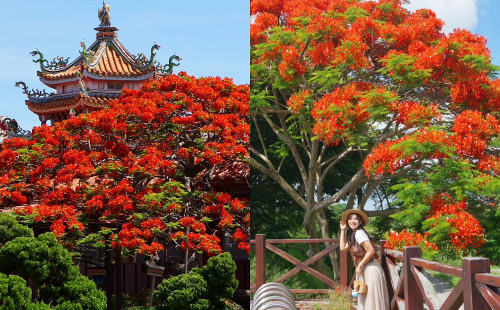 ３處鳳凰花怒放！彰化新景點捕捉火紅花海＋稻田彩繪、台南同框百年寺廟