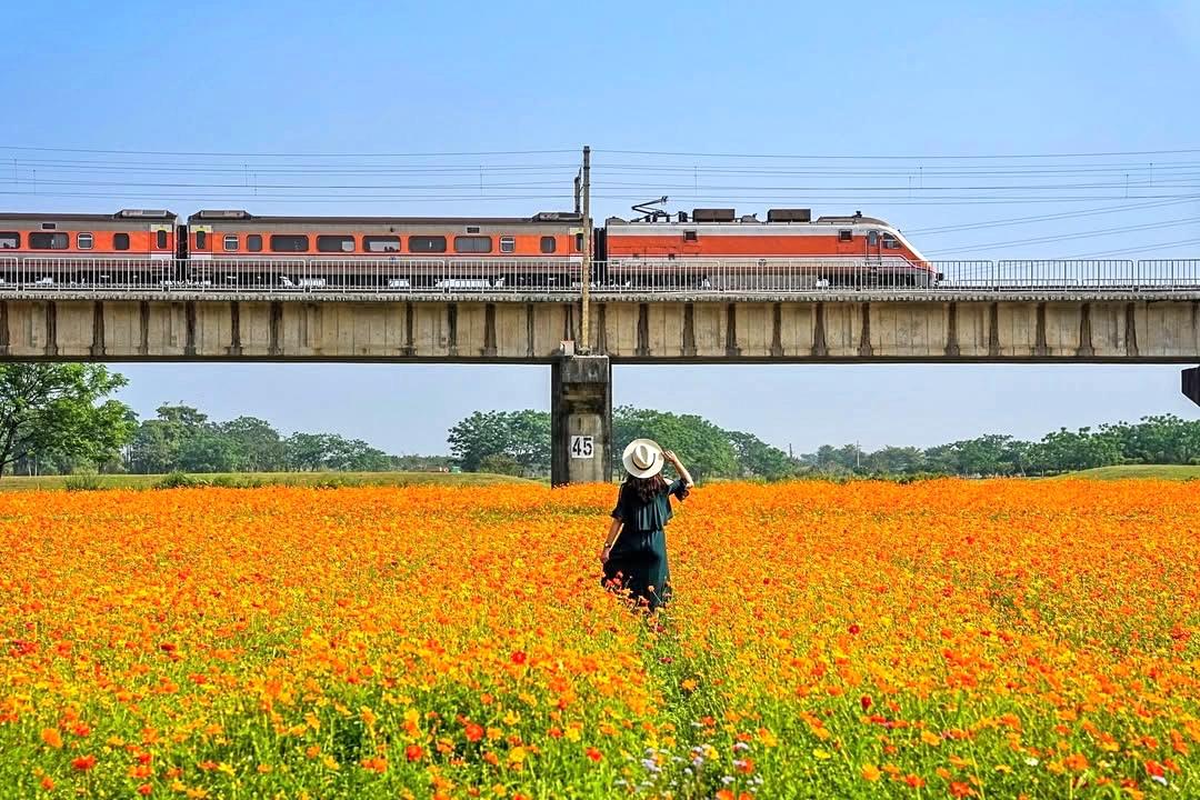３公頃波斯菊花海同框火車鐵橋！屏東爆紅賞花點空拍視角曝光