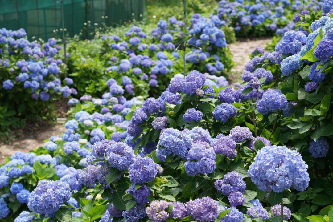 藍紫色系繡球花沿著步道綻放，拍起來超壯觀迷人。（圖／台北市農會提供）
