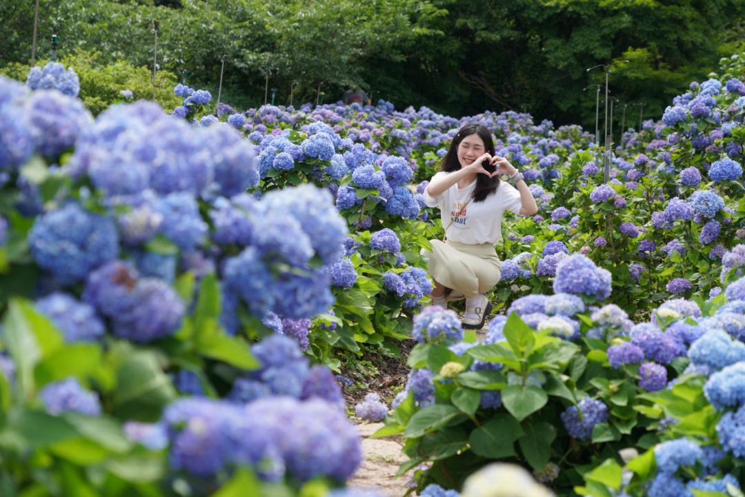 2025竹子湖繡球花季從即日起浪漫登場，預計端午節連假迎最美花期。（圖／台北市農會提供）