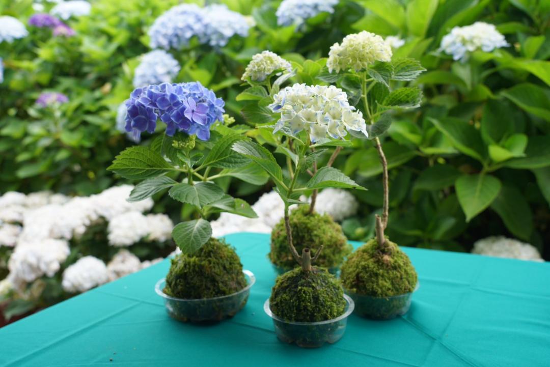 「巴島柑嬤店」市集體驗苔球DIY。（圖／台北市農會提供）