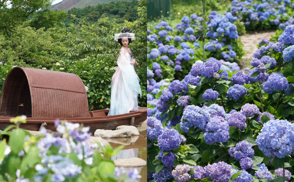 2025竹子湖繡球花季登場！藍紫色花海迷宮、穿漢服置身烏篷船美翻