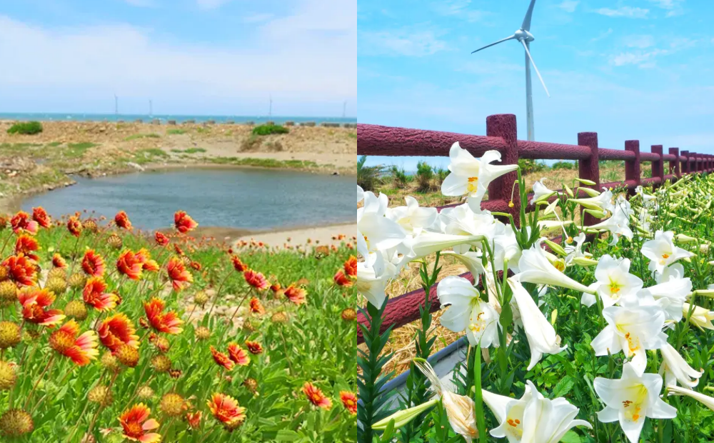 苗栗「平地版嘉明湖」迎花季！橘紅天人菊、多達４萬株百合花盛放