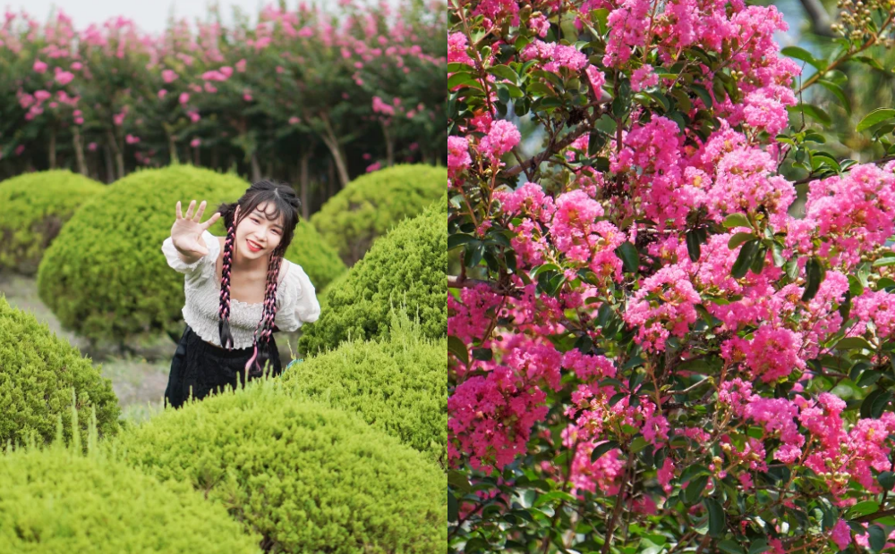 彰化「小花紫薇」粉紫花海炸開！50公尺花牆、同框波波草免費拍