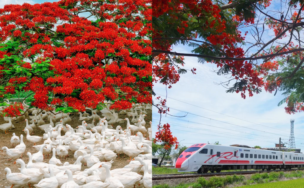 連假來追鳳凰花！火紅花海同框嘉義成群白鵝、台南鐵道火車美翻