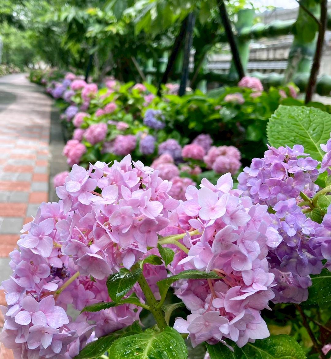 繡球花色彩多變，賞花快報指出加入苦土石灰或碳酸鈣，提高PH值，減少鋁離子吸收，就能種出粉色繡球花。（圖／翻攝自賞花快報FB）