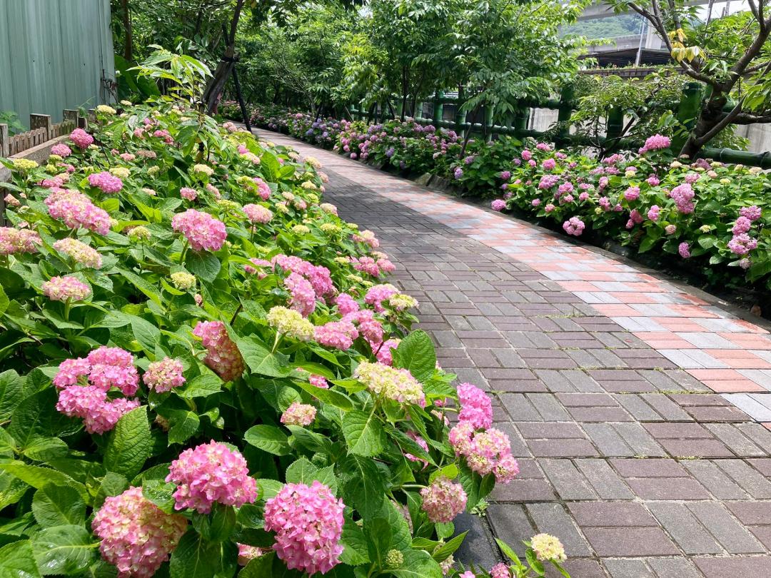 新北「黎明步道花園」繡球花廊道延綿約200至300公尺。（圖／翻攝自賞花快報FB）