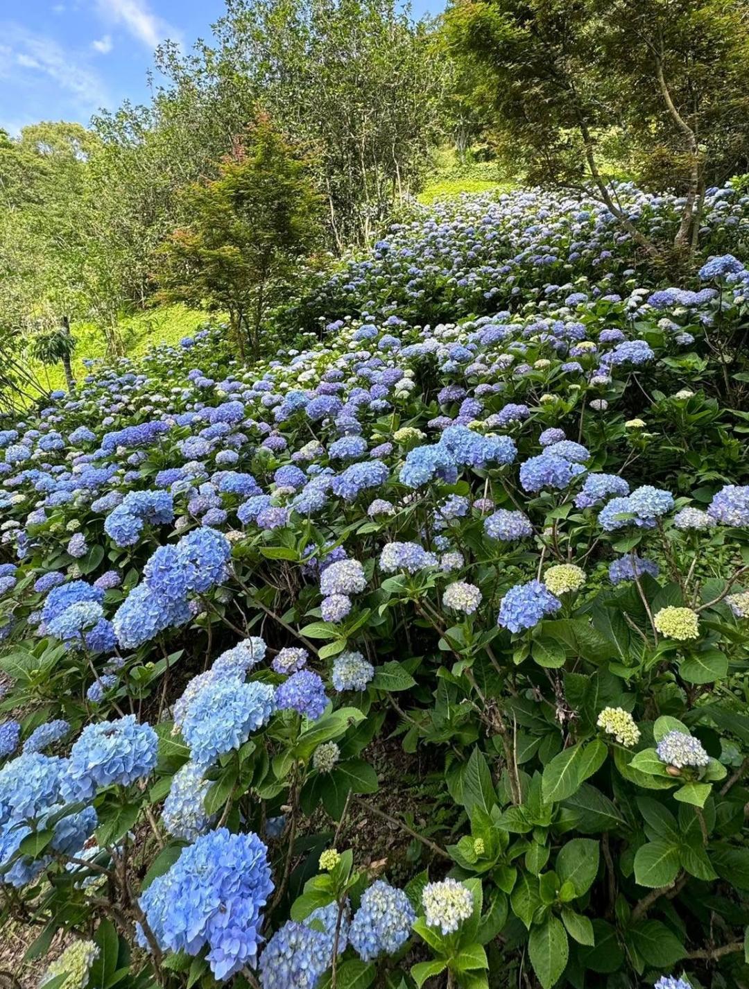 台中「桃李河畔」能夠捕捉大片藍紫色繡球花海。（圖／翻攝自桃李河畔FB）