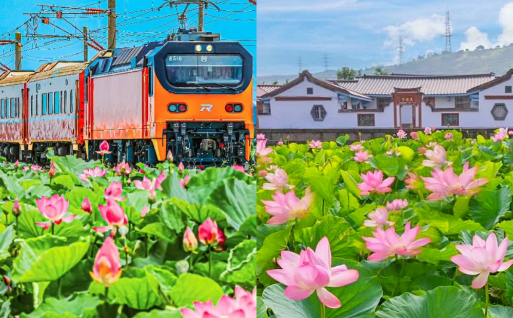 夏季必打卡！台中百年古厝蓮花滿開、苗栗火車駛進粉紅花海超唯美