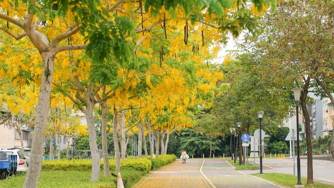 「坪林森林公園」整座公園宛如降下黃金雨般夢幻。（圖／翻攝自大玩台中-臺中觀光旅遊局FB）