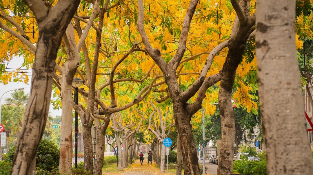 中興大學前「興大園道」今年花季已漸入尾聲。（圖／翻攝自大玩台中-臺中觀光旅遊局FB）