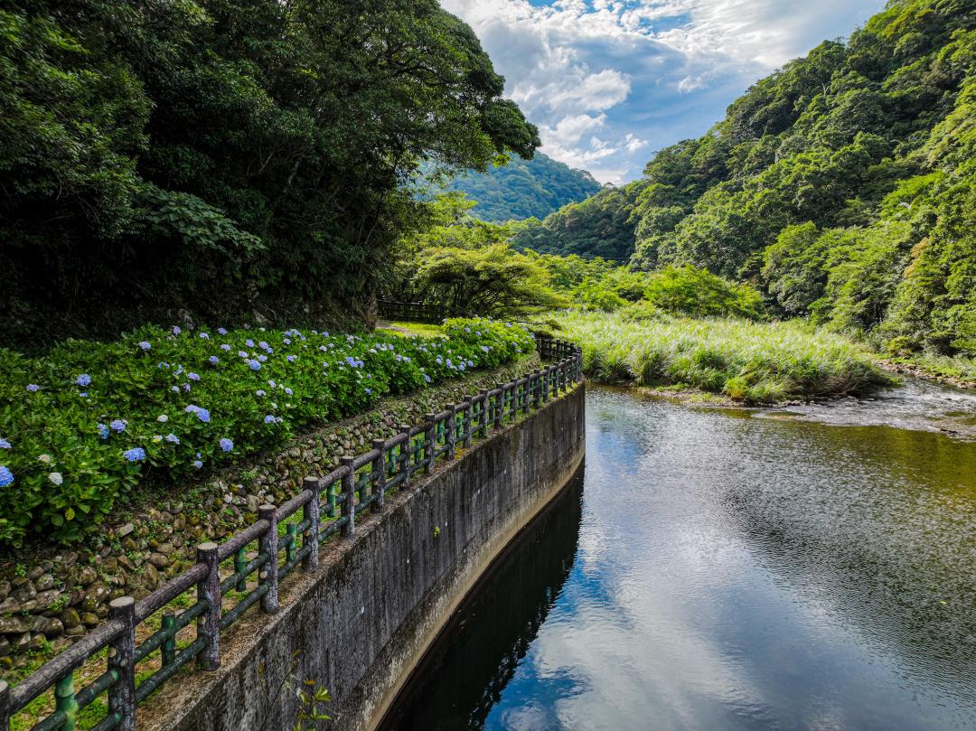 新北市景觀處在灣潭溪前打造水岸型景觀廊道，並種植繡球花，夏季逐一盛開帶來清爽美感。（圖／新北市政府綠美化環境景觀處提供）