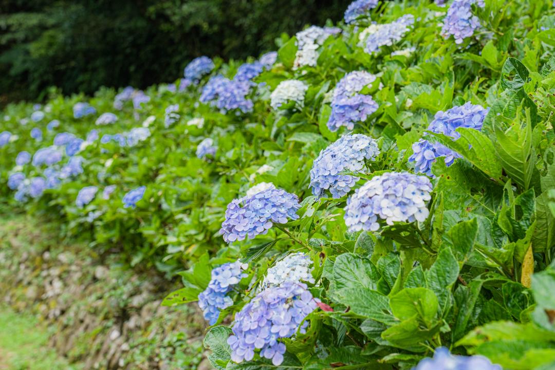 繡球花朵顏色豔麗飽和，呈現花團錦簇之感。（圖／新北市政府綠美化環境景觀處提供）