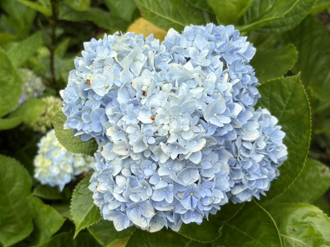 新北雙溪灣潭古道的繡球花海，增添山林間絢麗色彩。（圖／新北市政府綠美化環境景觀處提供）