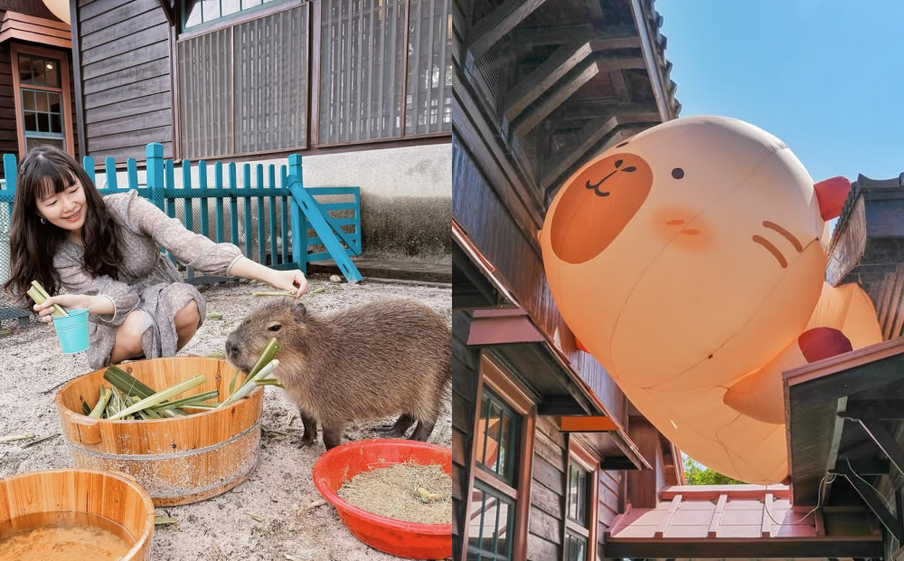 台南新景點看小水豚不用錢!日式古蹟「安平出張所」嘗美食、體驗鹽御守DIY 台南新景點看小水豚不用錢!日式古蹟「安平出張所」嘗美食、體驗鹽御守DIY
