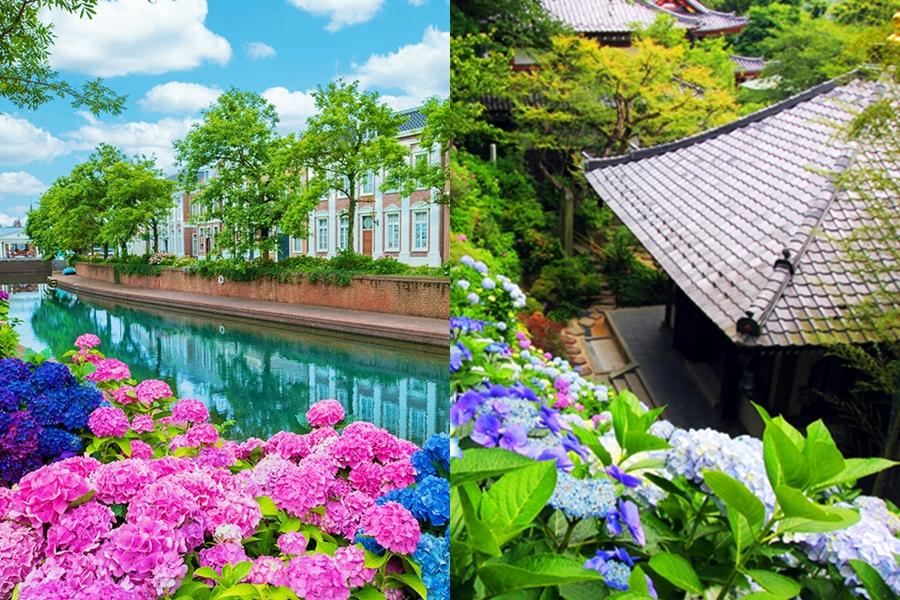 日本繡球花景點10選!「紫陽花池」比花手水更壯觀、花海同框瀨戶內海美到7月 日本繡球花景點10選!「紫陽花池」比花手水更壯觀、花海同框瀨戶內海美到7月