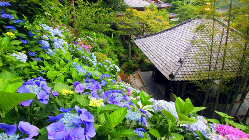 日本繡球花景點10選！「紫陽花池」比花手水更壯觀、花海同框瀨戶內海美到7月