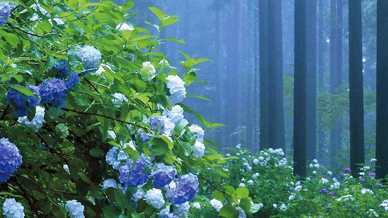 日本繡球花景點10選！「紫陽花池」比花手水更壯觀、花海同框瀨戶內海美到7月