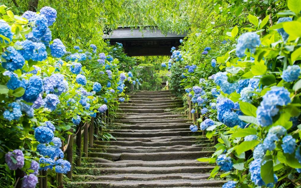 日本繡球花景點10選！「紫陽花池」比花手水更壯觀、花海同框瀨戶內海美到7月