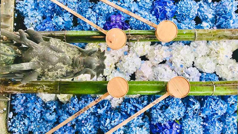 日本繡球花景點10選！「紫陽花池」比花手水更壯觀、花海同框瀨戶內海美到7月
