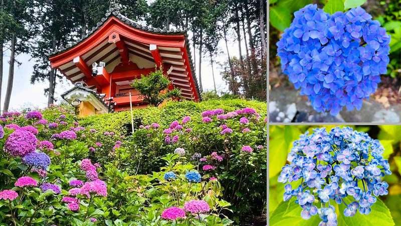 日本繡球花景點10選！「紫陽花池」比花手水更壯觀、花海同框瀨戶內海美到7月