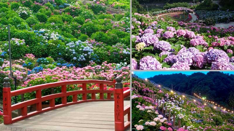 日本繡球花景點10選！「紫陽花池」比花手水更壯觀、花海同框瀨戶內海美到7月