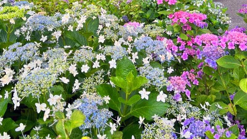 日本繡球花景點10選！「紫陽花池」比花手水更壯觀、花海同框瀨戶內海美到7月