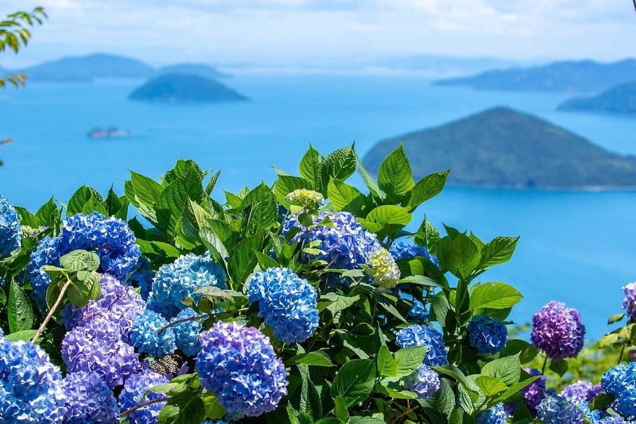 日本繡球花景點10選！「紫陽花池」比花手水更壯觀、花海同框瀨戶內海美到7月
