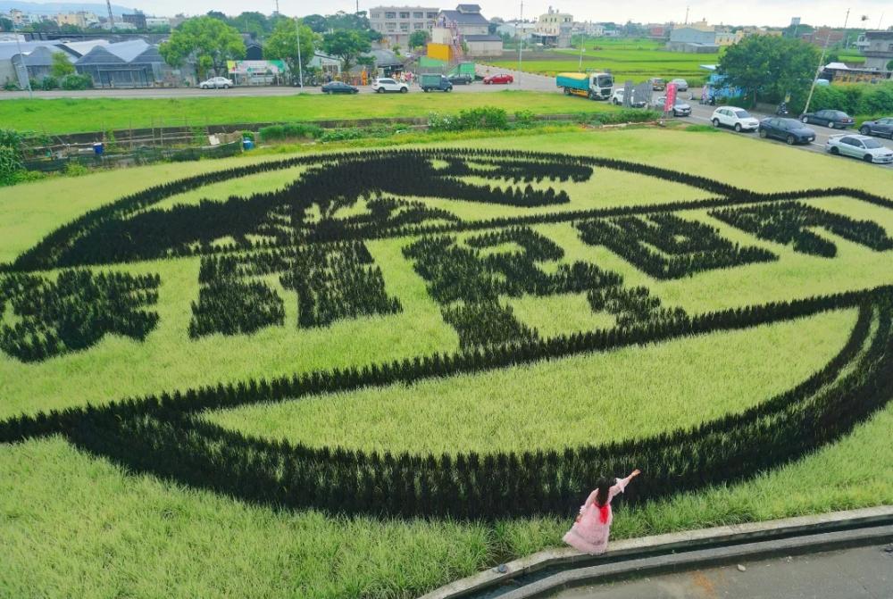 全台最大侏羅紀世界稻田在苗栗，從即日起至7月13日登場。（圖／攝影師徐世超提供）