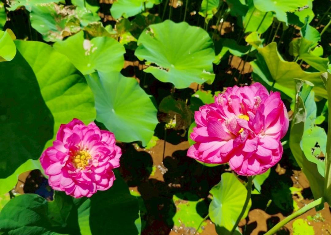 桃紅色的牡丹蓮更加亮眼吸睛。（圖／翻攝自賞花快報FB）