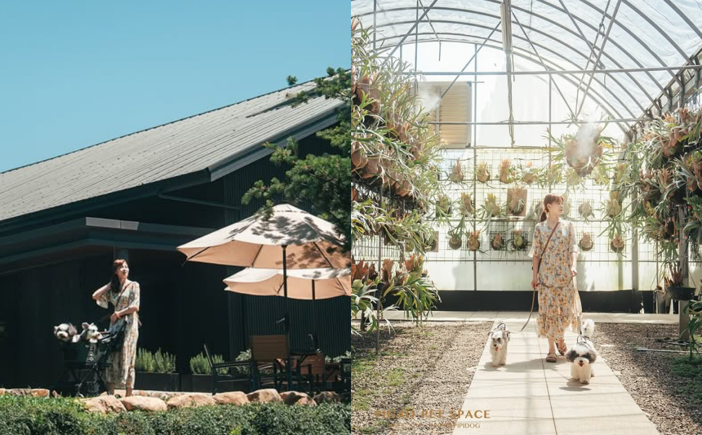 淡水新景點打造全台最大鹿角蕨園區！漫步日式禪風庭園喝咖啡