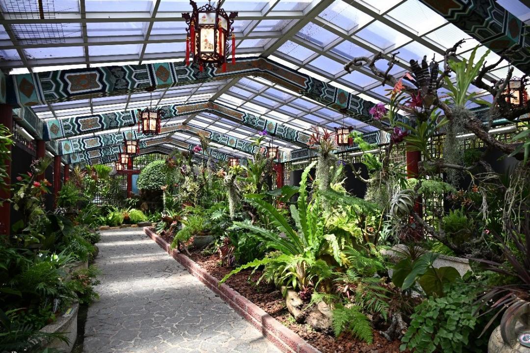 多達100種珍稀植物免費看！台北士林官邸「雨林植物展」盛夏登場