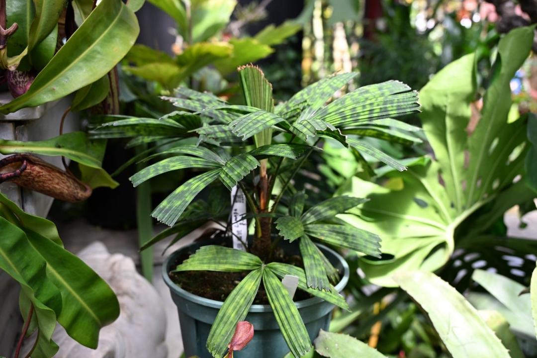 葉子帶有斑紋的雨林椰子(花斑刺軸櫚)。（圖／士林官邸提供）
