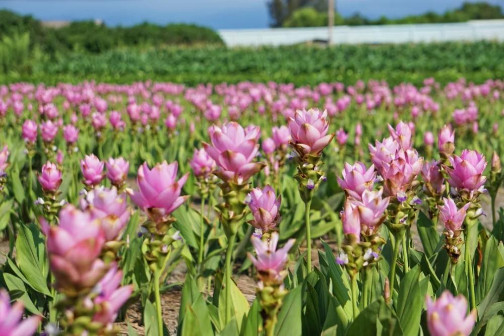 彰化「粉紅雙色薑荷花秘境」50元拍到飽!開園前搶先預約包場 彰化「粉紅雙色薑荷花秘境」50元拍到飽!開園前搶先預約包場