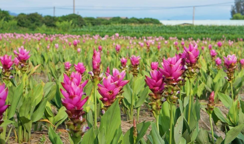 粉紅、桃紅雙色薑荷花更顯夢幻。（圖／攝影師徐世超提供）