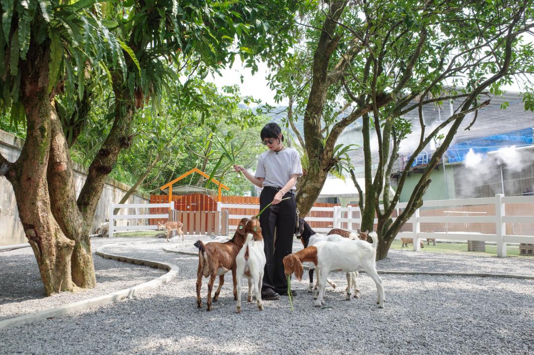 新北石碇動物新景點開幕，「萌萌森林物語」有眾多可愛動物陪伴親子過暑假。（圖／業者提供）