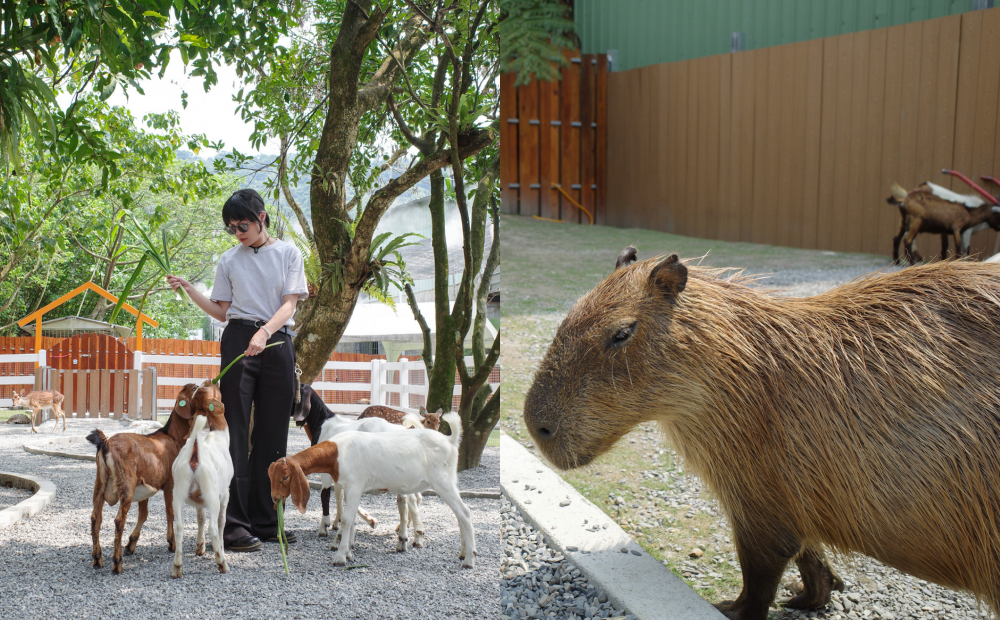 新北動物新景點！羊駝水豚６大可愛動物陪玩、12歲以下免費入園