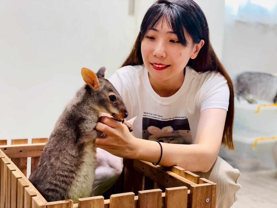 除了多種品種貓咪，另有可愛溫馴的袋鼠與顧客碰面接觸。（圖／業者提供）