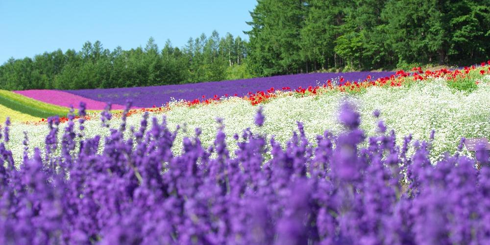 富田農場的薰衣草花季約從6月至8月登場。（圖／業者提供）