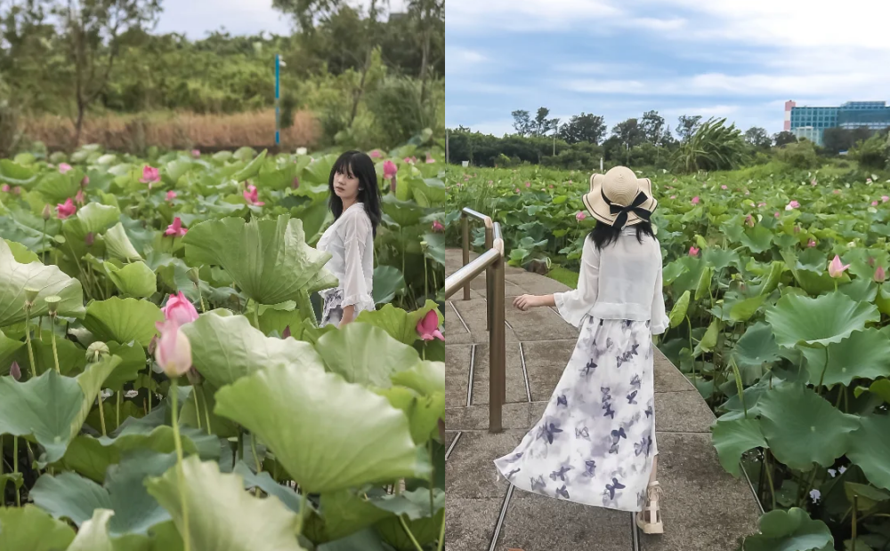 S型水上步道吸引網友打卡!新竹「免費蓮花新景點」週末來體驗採蓮DIY S型水上步道吸引網友打卡!新竹「免費蓮花新景點」週末來體驗採蓮DIY